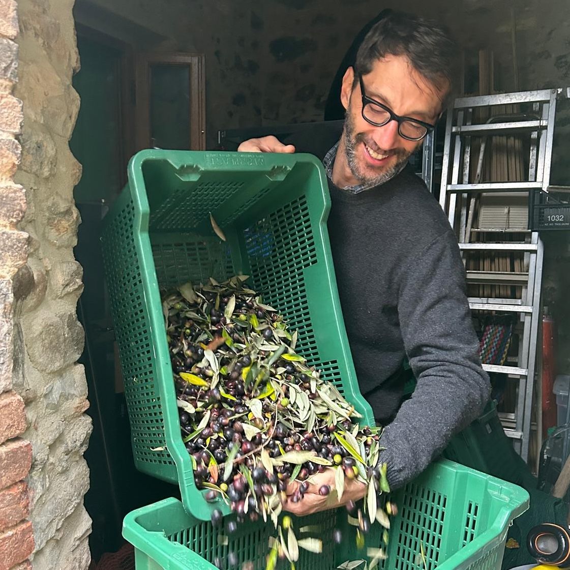 Andrea Mechelli harvesting olives