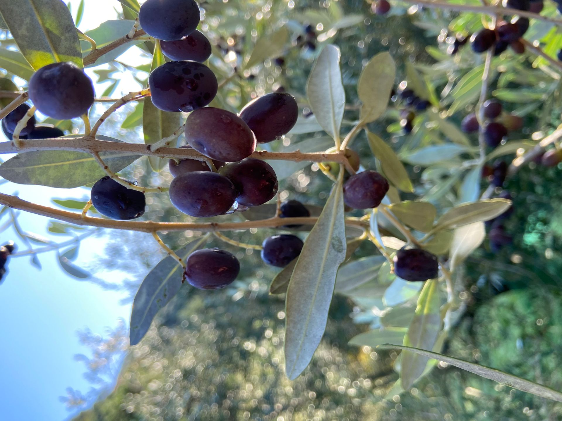 Olive branch close-up