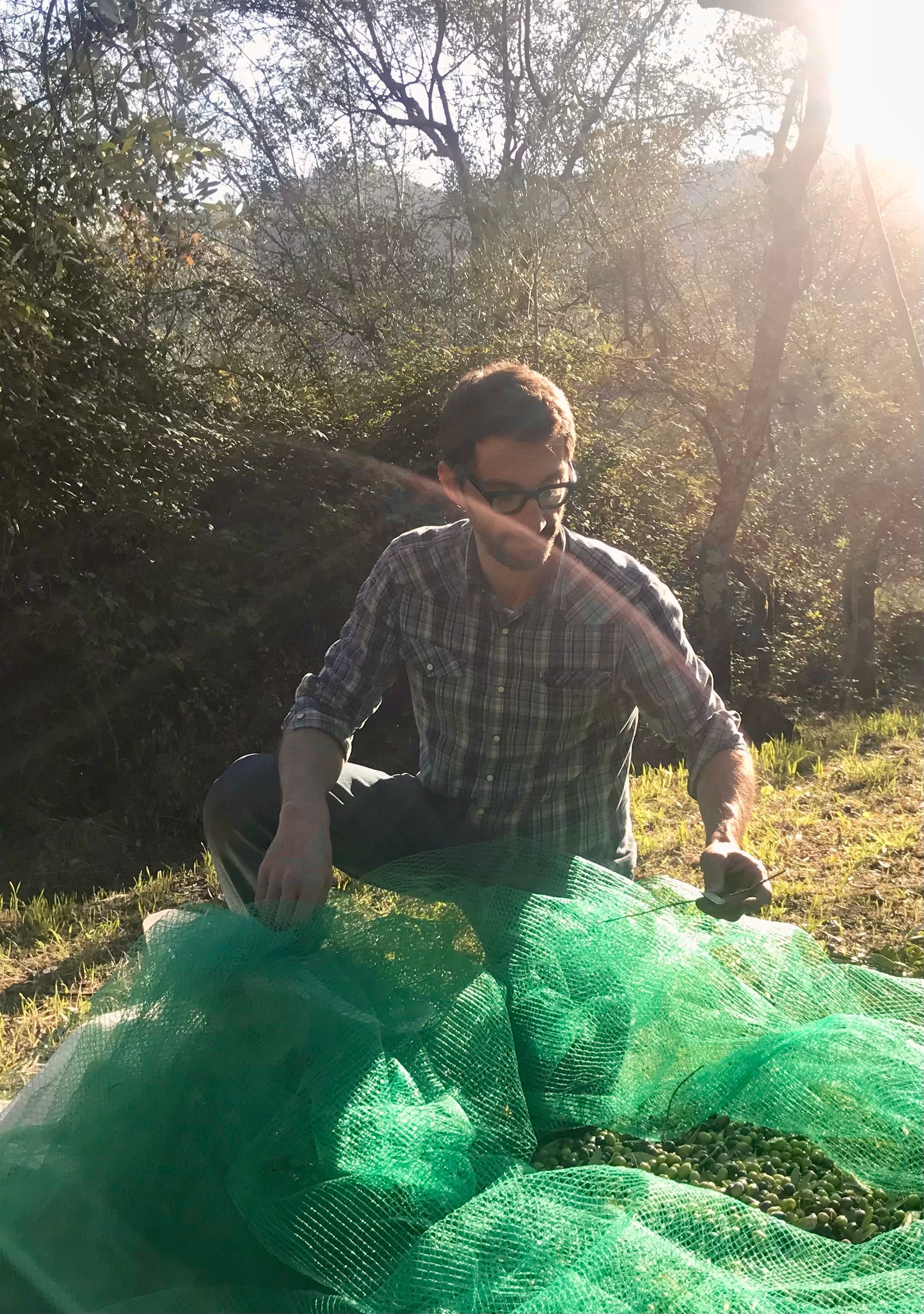 Andrea in the olive grove